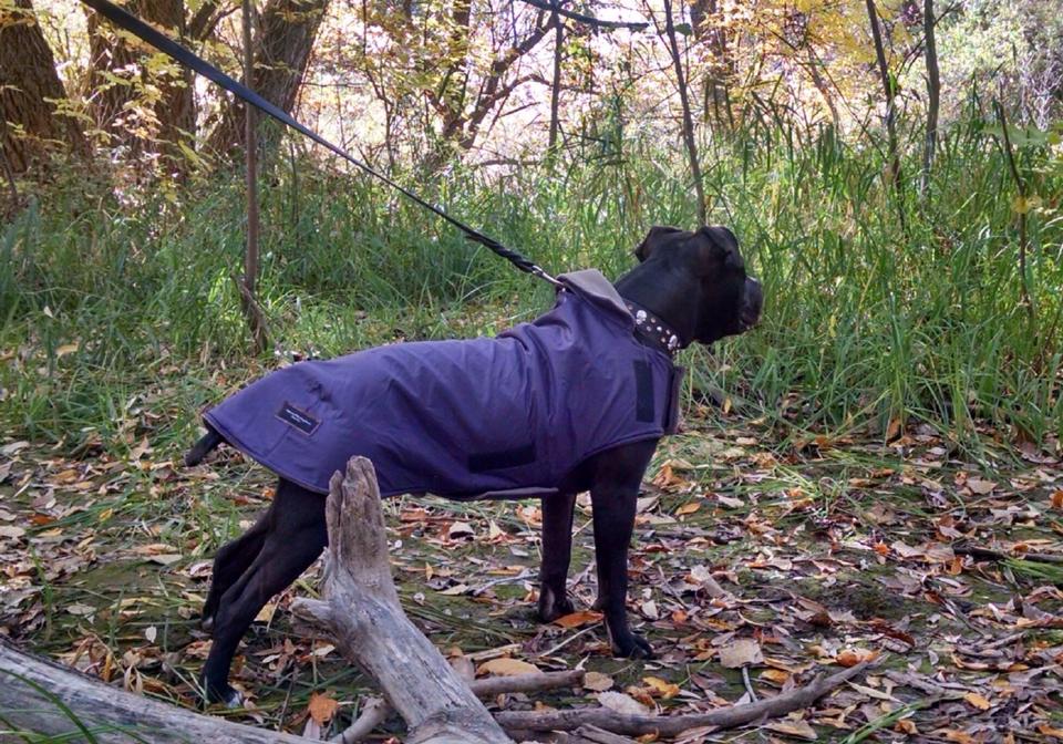 MMDCBoulder's tweet image. Purple WinterCoats 4 Dogs. #Windpro Ripstop/Fleece #dog #wintercoats #custom mountainmuttdogcoats Handmade Warm Dry