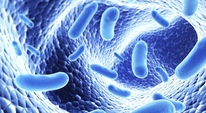 Микрофлора кишечника. Роль бактерий в природе. Первые живые организмы-бактерии. Защита иммунной системы. Презентация на тему микробы.