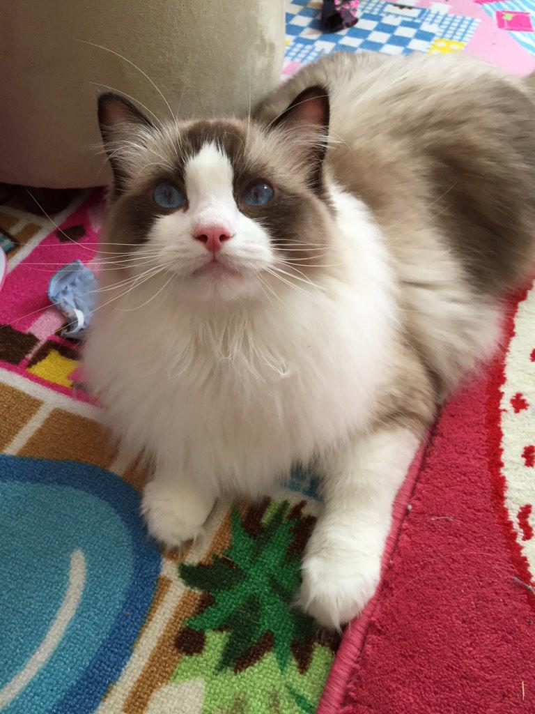 Is it time for lunch mommy? #cat #alwayshungry