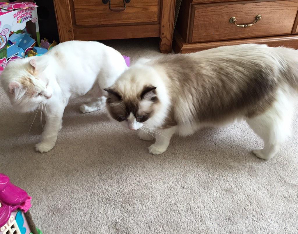 Me and my brother. Guess who's suffering the heat more these days? #cat #hesnaked #imhot