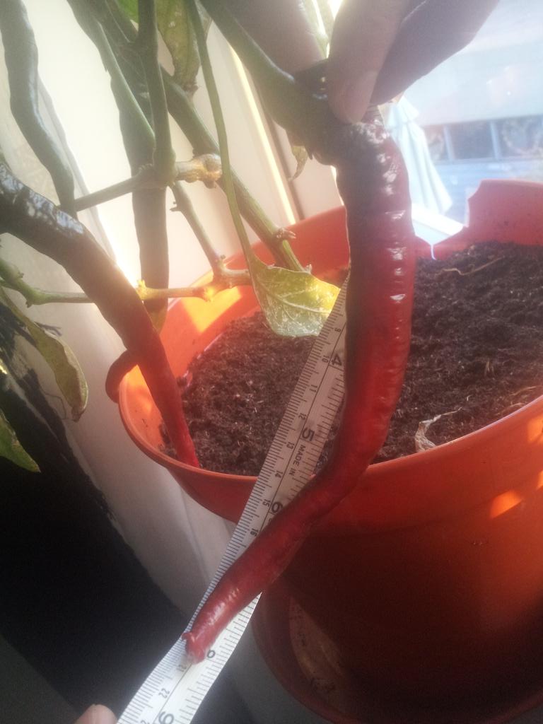 Don't think 21cm will win the longest chilli prize, but it's fun to play the game <a href="/SeaSpringSeeds/">Joy Michaud</a>