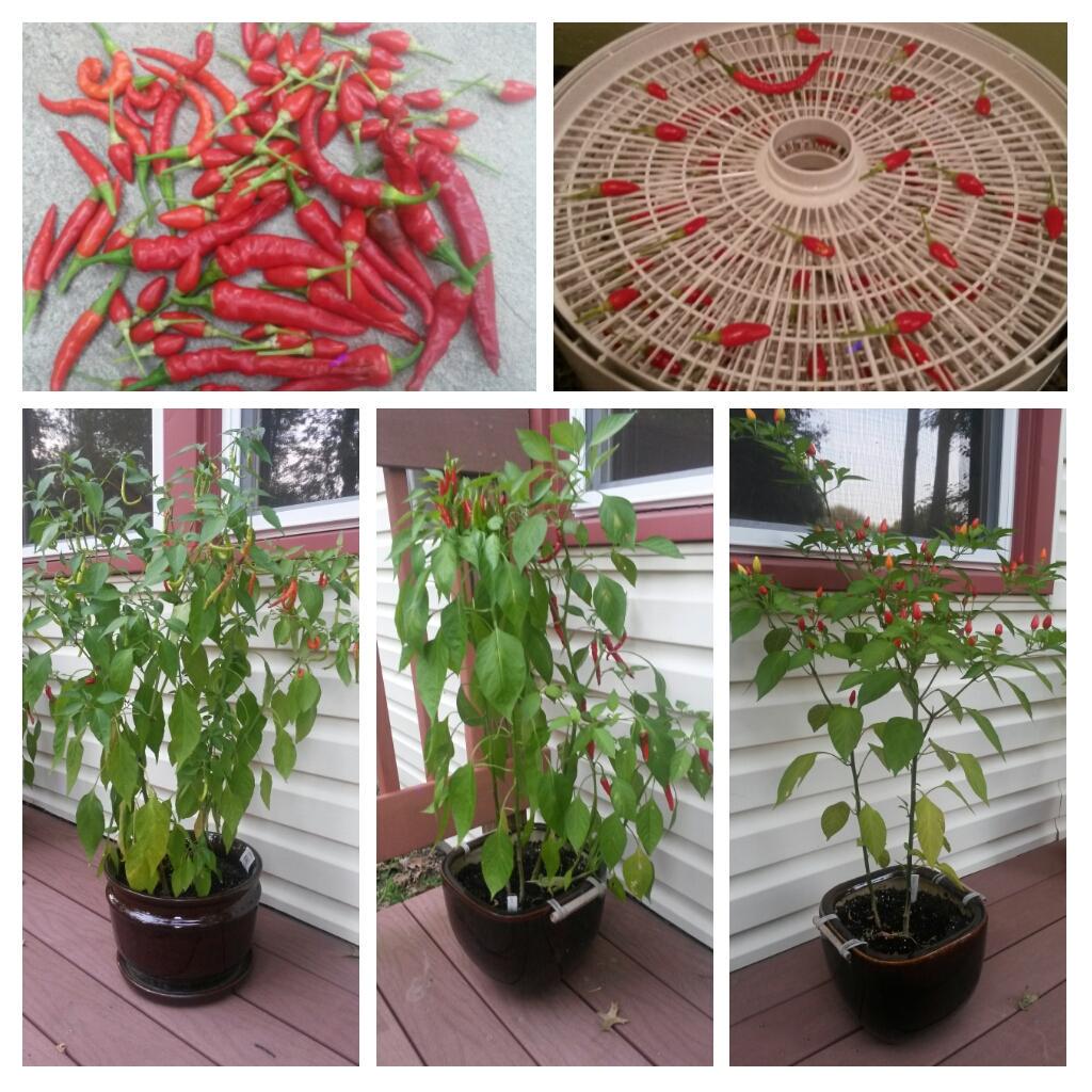 BringTheWing's tweet image. It's pepper time! #hotpeppers #chiles #jwalafinger #christmaschiles #dehydrator #pappyspeppers