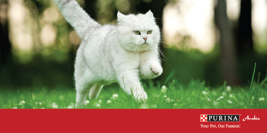 Let your cat pounce and run to help them exercise their natural instincts and ward off obesity.