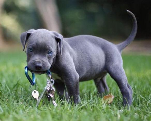PetsGoals tweet picture