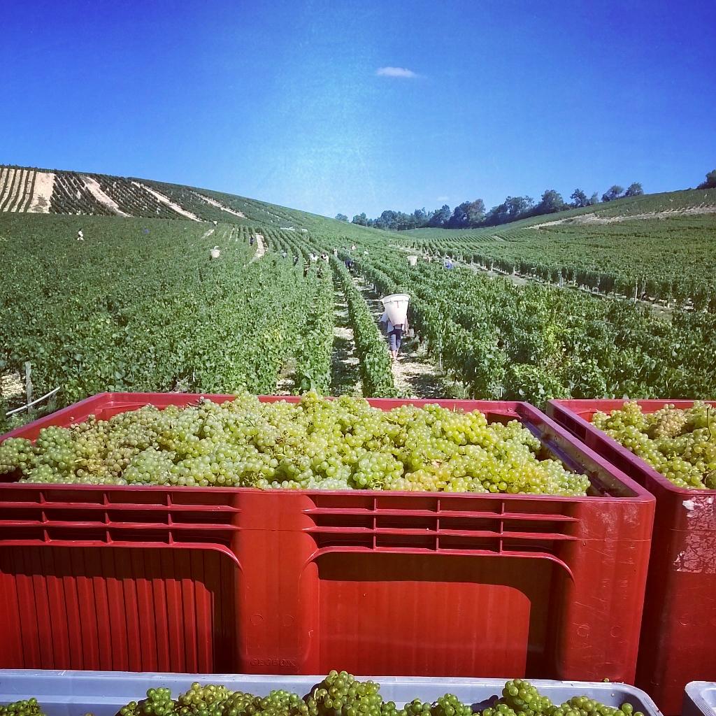 DomaineLaroche's tweet photo. Belle journée de vendange! #Fourchaumes. Nice harvest time today. #chablis #PremierCru #harvest2015 #vendanges2015 http://t.co/0Ngn2AUGxZ