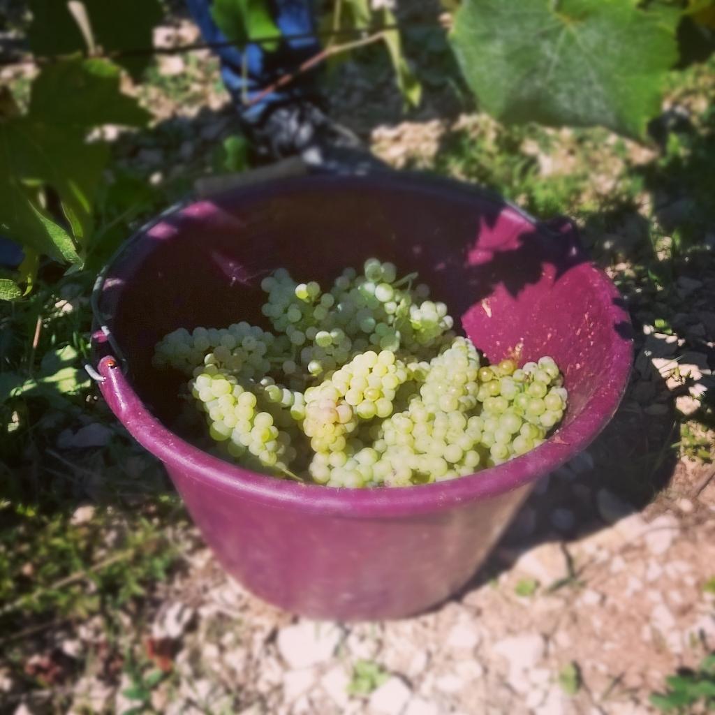 DomaineLaroche's tweet photo. Belle journée de vendange! #Fourchaumes. Nice harvest time today. #chablis #PremierCru #harvest2015 #vendanges2015 http://t.co/0Ngn2AUGxZ