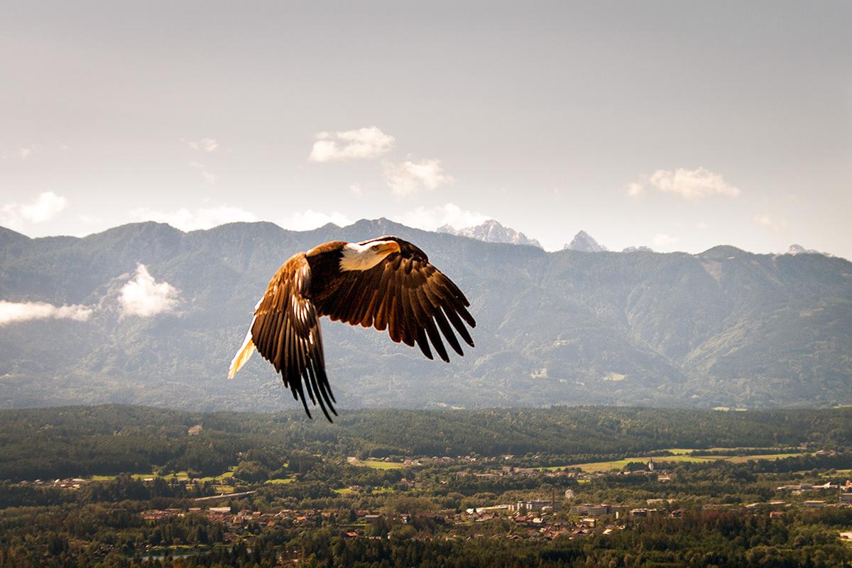 tomislaw_info's tweet photo. High in the sky
#baldeagle #eagle #bird #sky #flight #freedomlookslike http://t.co/P0URwtCjW7