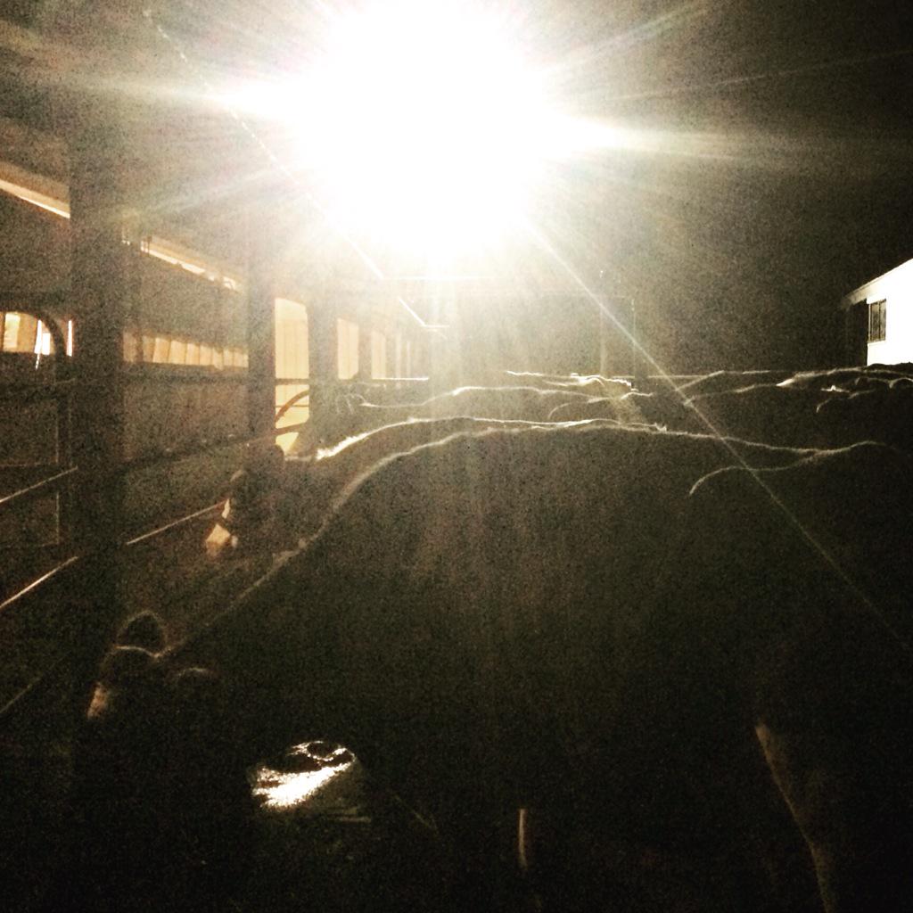 Zoe_Phillips__'s tweet photo. #dayofdairy #dayofdairy15 @theweeklytimes @Simone_Smith04 first shot of the day for meeee! http://t.co/NdL4vl8BRP