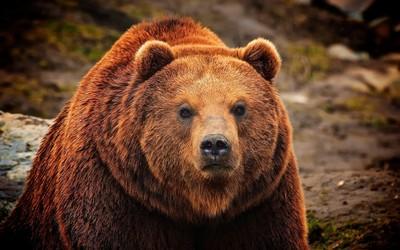 Animal – California Grizzly Bear