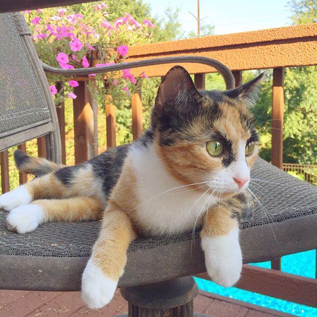 Chatchatcatcat's tweet photo. Getting my tan on while it's still nice outside! 😻 #catsofinstagram  #kittensofinstagram  #crazyeyes #calicokittens… http://t.co/naWC7p0ev9