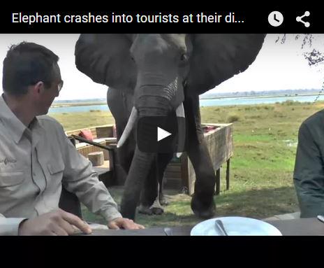TravelGumbo's tweet image. #Elephant #PartyCrasher! #WildVideo 

Click on TravelGumbo link here to see the video!
 travelgumbo.com/blog/guess-who…