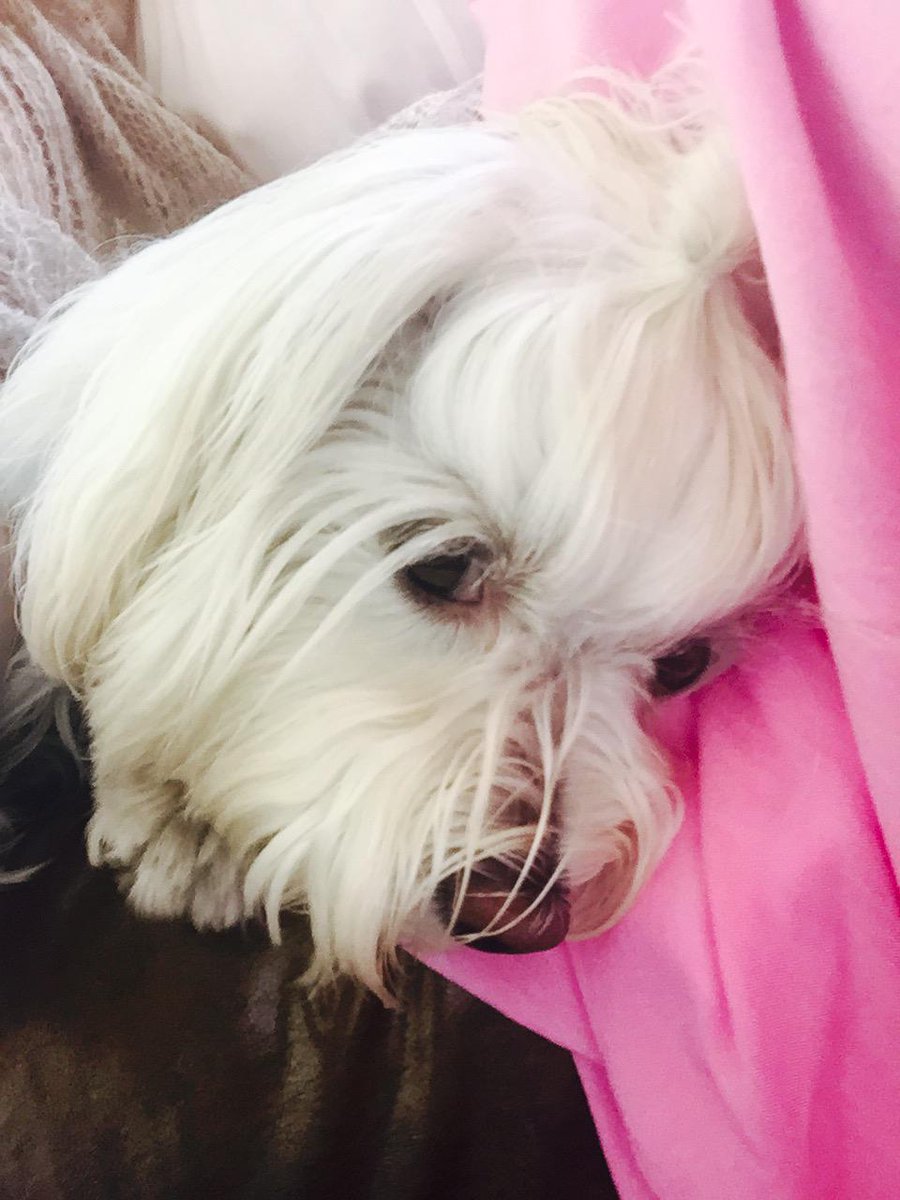 doctordaniela's tweet photo. #theLifeOfATherapyDog #toughJob says @MaxlSchreier #askdrmax #dogwisdom #inSession http://t.co/HYMybgyvsS