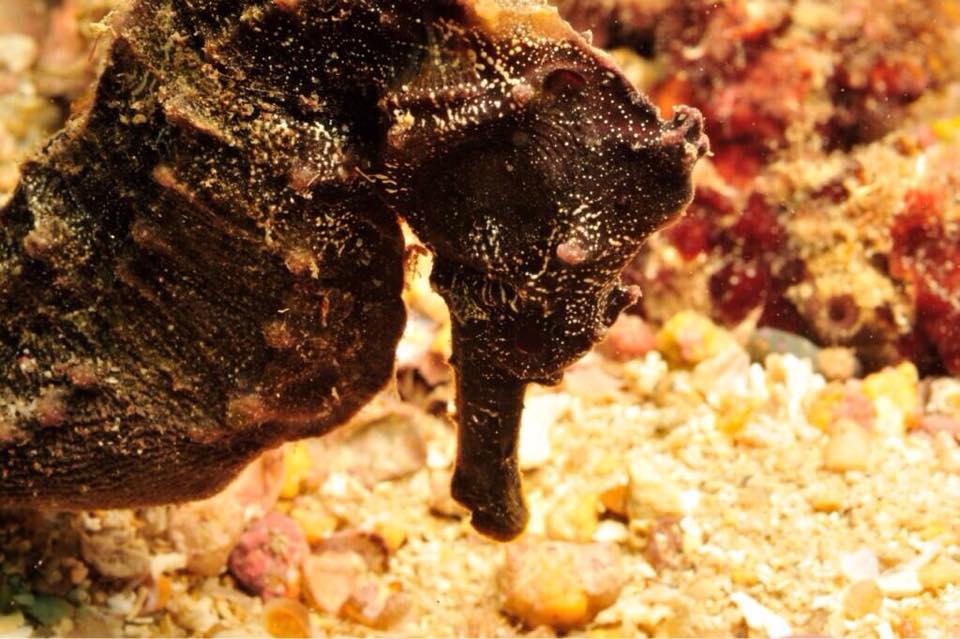 Acapulco's tweet photo. #SabíasQue Acapulco es la cuna del buceo en México y contamos con 32 kilómetros de litoral. http://t.co/Gl0HuFAECe