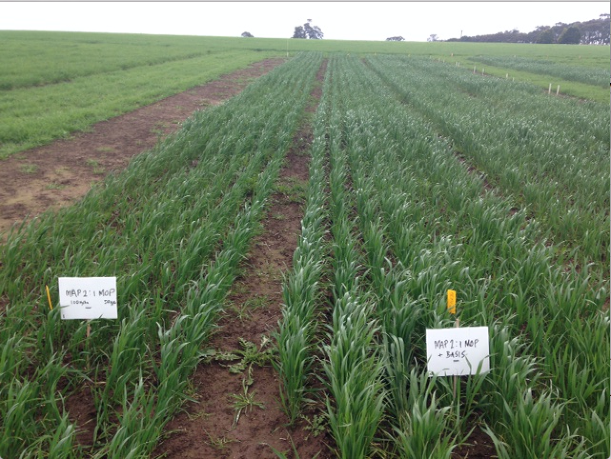 AGRICENLIFER's tweet photo. @LMK_AgroConnect #BasisPBF looks great on cereal grains south of Lake Bolac VIC MAP + MOP + Basis on right http://t.co/3jf6QUwedq