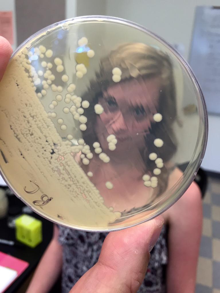 markowenmartin's tweet photo. It's always important to B. cereus in #Bio350 lab. #MicrobialPuns #mbionet @univpugetsound http://t.co/CNOualNG1a