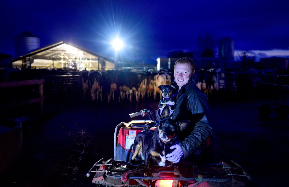 theweeklytimes's tweet photo. @Zoe_Phillips__ took these great #dayofdairy #dayoddairy15 shots at Alvie, Victoria, today http://t.co/CqwMyZmqol http://t.co/x9vwyFtVbn