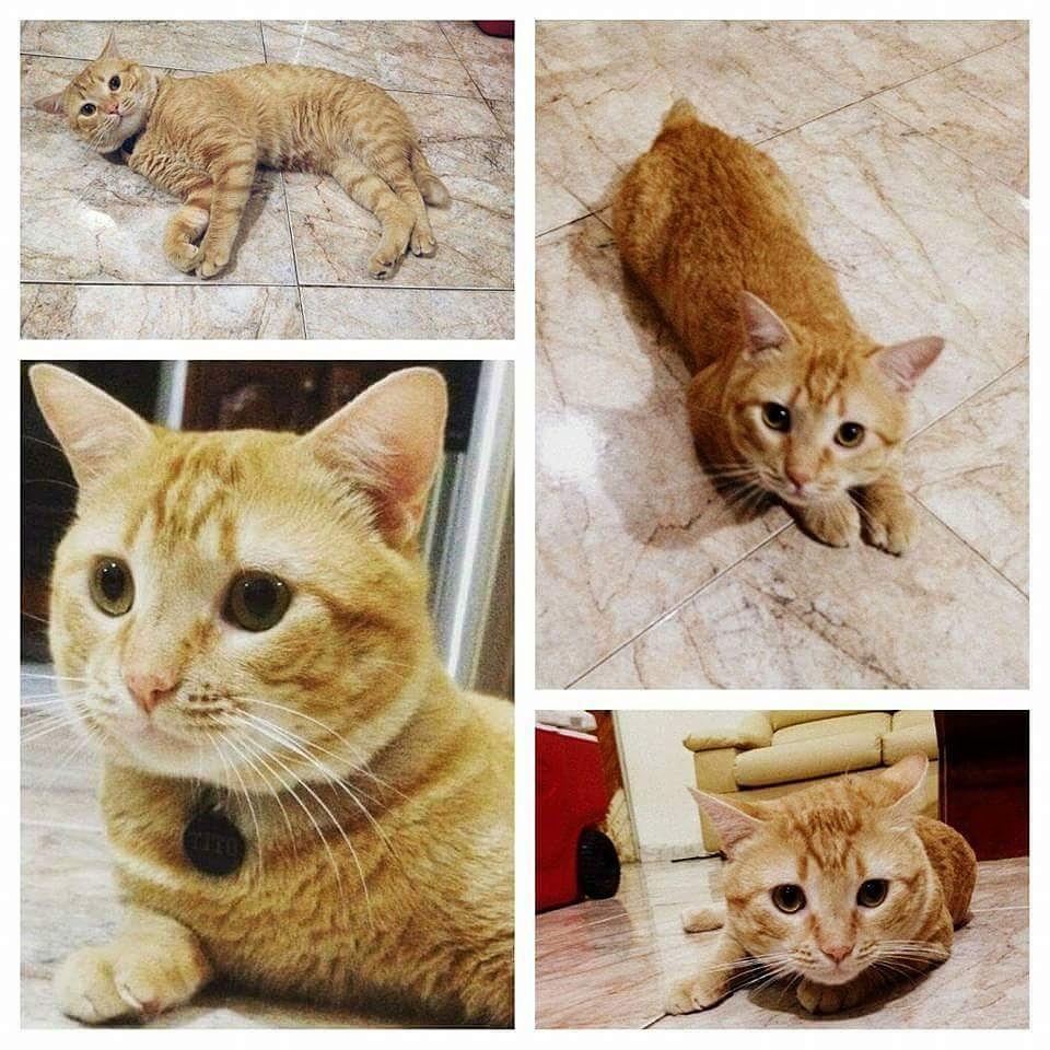 alexandriiiiita's tweet photo. @asoprocuidan En #adopcion rescatado hace 6 meses, Tito 1 año,vacunado, esterilizado,cariñoso,num 4241206684 #Turmero http://t.co/5jWUQ1J8dj
