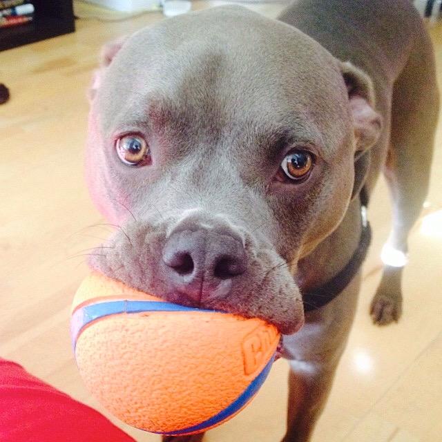 ApolloThePit's tweet image. Anybody see my ball? #dogs #doglife #dogsoftwitter #pitbulls #cute #doglover #cutepets #pitbullsoftwitter #puppies