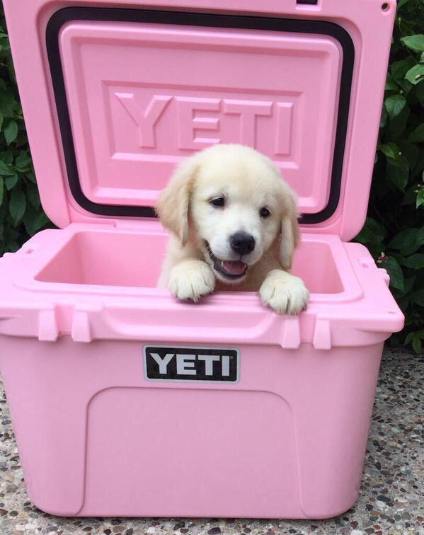 simplecountryy's tweet photo. Want 😍 http://t.co/iDpfJTPWuW