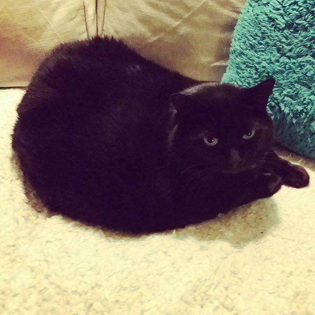 nostalnerd's tweet photo. Bustopher Jones.. some call him "MEGA CAT" #cat #bigboned #doesnotmove #large #pussy #tom … http://t.co/YCwgd2qVUy http://t.co/bPgTu1sm9z