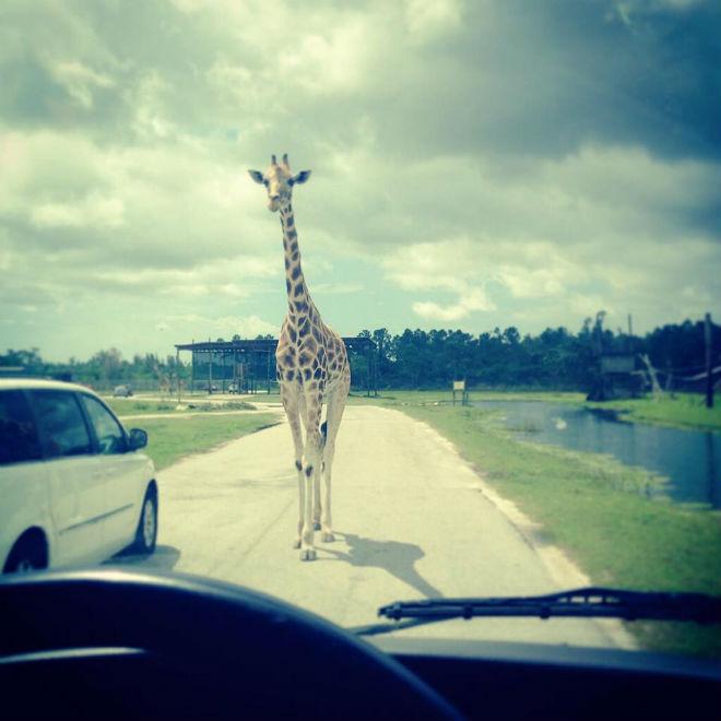 ExperienceOtown's tweet photo. Literally drive through a zoo at Lion Country Safari  
Drive time: 2 hr 30 min http://t.co/kVxCeAbpiS