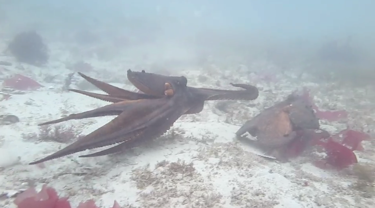 Discovery's tweet photo. Video: These rowdy fighting octopuses are causing a scene in Australia >> http://t.co/eYPWeeLRDU http://t.co/3NmT192JF2