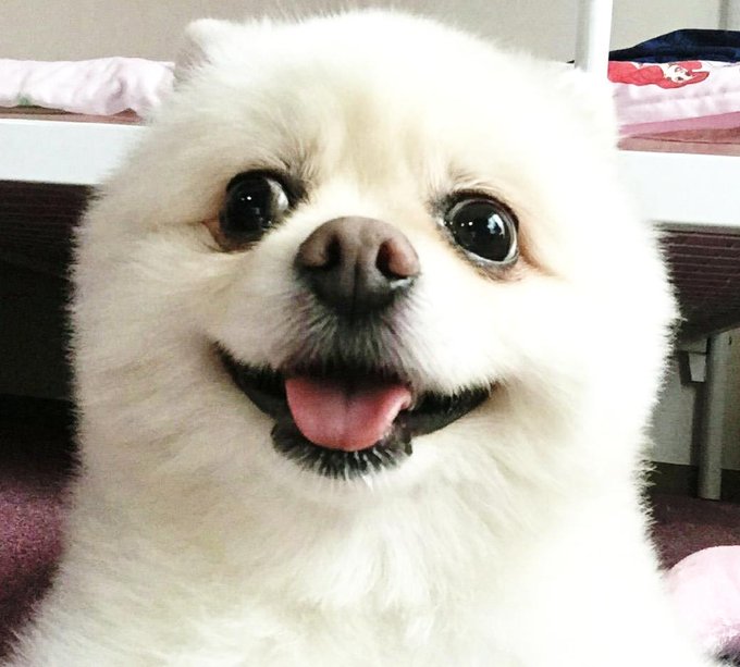 白熊のジュウザ君٩(๑❛.̮❛๑)۶ http://t.co/7nfvQaHmqc