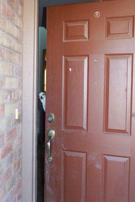 THIS ME ANSWERING THE DOOR WHEN IM WILD SMACKED AND ORDER FOOD
