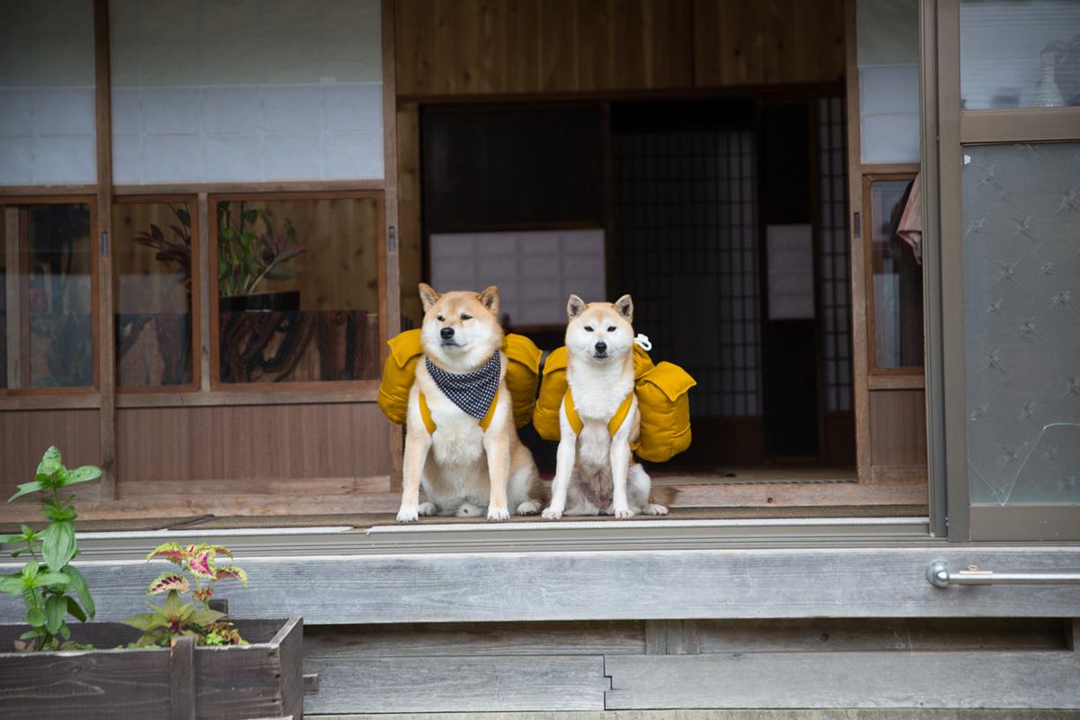 名言】可愛い柴と旅しよう【意味】 可愛い柴と旅しようとは、我が子が可愛い なら、犬をペットホテルに預けて親だけで旅行に行かず、柴犬も一緒に連れて旅したほうが1兆倍楽しいという意味。, image size:1200x800