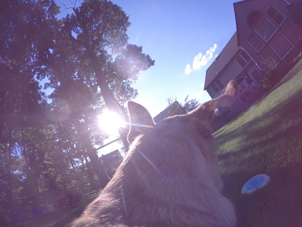 SurferGrl15's tweet photo. #besomedoggy @GoPro #petsoftwitter @MyDogs_Cool #bestfriends #besomebody #adogsview #labradors http://t.co/KPBO4QEPQM