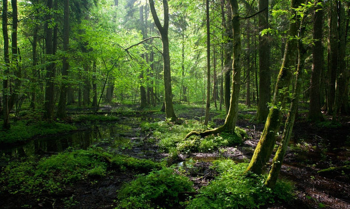 FAOstatistics's tweet photo. Much more than trees: Forests are key to sustainable development @Food_Tank #Forests2015 http://t.co/YcUnIMbHcl http://t.co/35oDrKOyB9