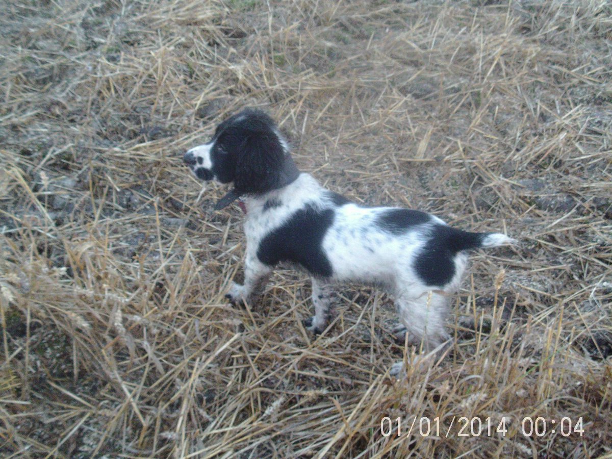 JabMove's tweet image. GUINNESS....(BLUE DANCER)....ENGLISH SPRINGER  NEW PACK MEMBER.....