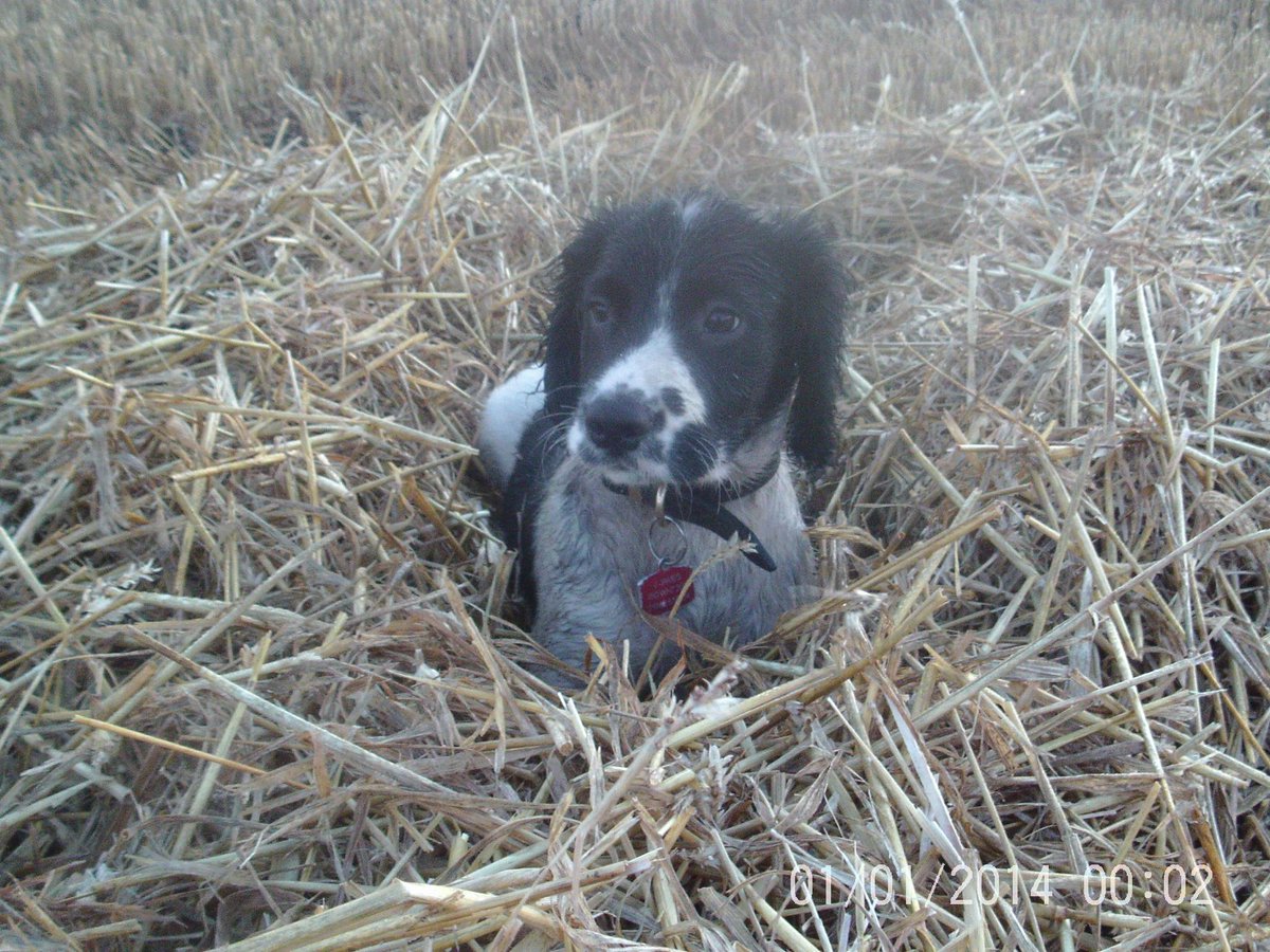JabMove's tweet image. GUINNESS....(BLUE DANCER)....ENGLISH SPRINGER  NEW PACK MEMBER.....