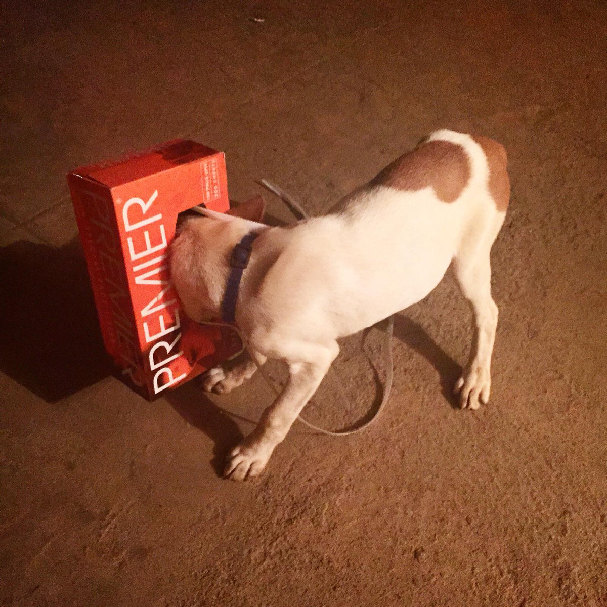 paperboatdrinks's tweet photo. #tbt Bevvie thinks she's a boxer! http://t.co/V7wYEANHwn