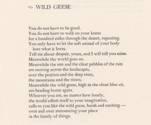 Happy birthday Mary Oliver! Thanks for writing one of my favourite poems 