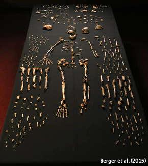TheEconomist's tweet photo. Introducing Homo naledi, just added to the human family tree. But where does it fit in? http://t.co/CcDJTG1Ylm http://t.co/pL5KYMun9u