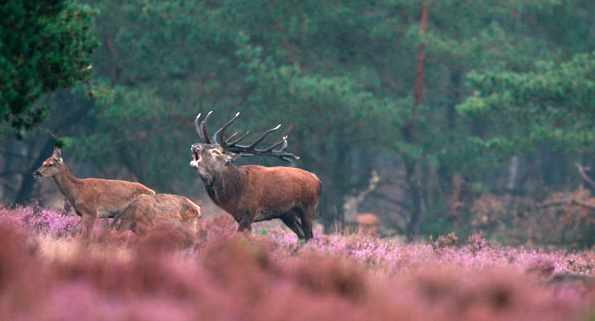 BeleefRoutes's tweet photo. Bloeiende heide! #wandeling #Veluwe #Ederheide #weekend. Mooie periode voor een @BeleefRoutes http://t.co/aOIi5oGRGP