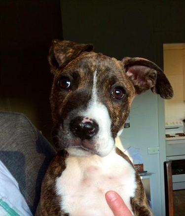 Dre is an 11-week-old foster puppy. Can you give him a new home? bit.ly/1K9r0Rn #allclassifieds