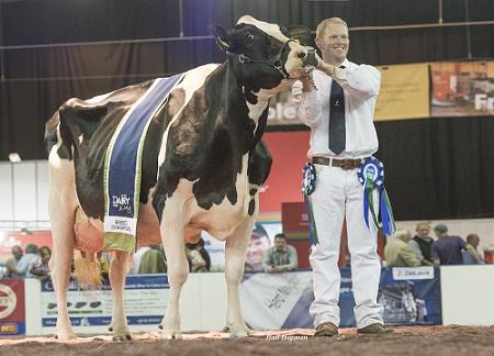 HolsteinUK's tweet photo. In just 6 days time, 8,000 visitors are expected to descend on @UKDairyDay! #championholstein http://t.co/4xSH6lQjQh http://t.co/dsX4ZNuUwT