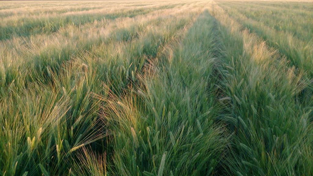 Brendan Taylor on Twitter Barley Starting to hay off. Could