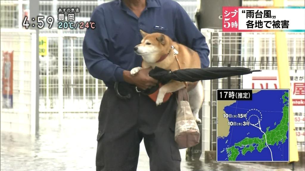 いぬかい 台風 犬 散歩 と検索すると ご主人 散歩に行くぞ 柴 マジっすか台風ですよ コーギー マジかよー散歩してるよ New ご主人 台風だし避難しような 柴 あっざすご主人 よいしょハグ Http T Co Ewkfwi3rda