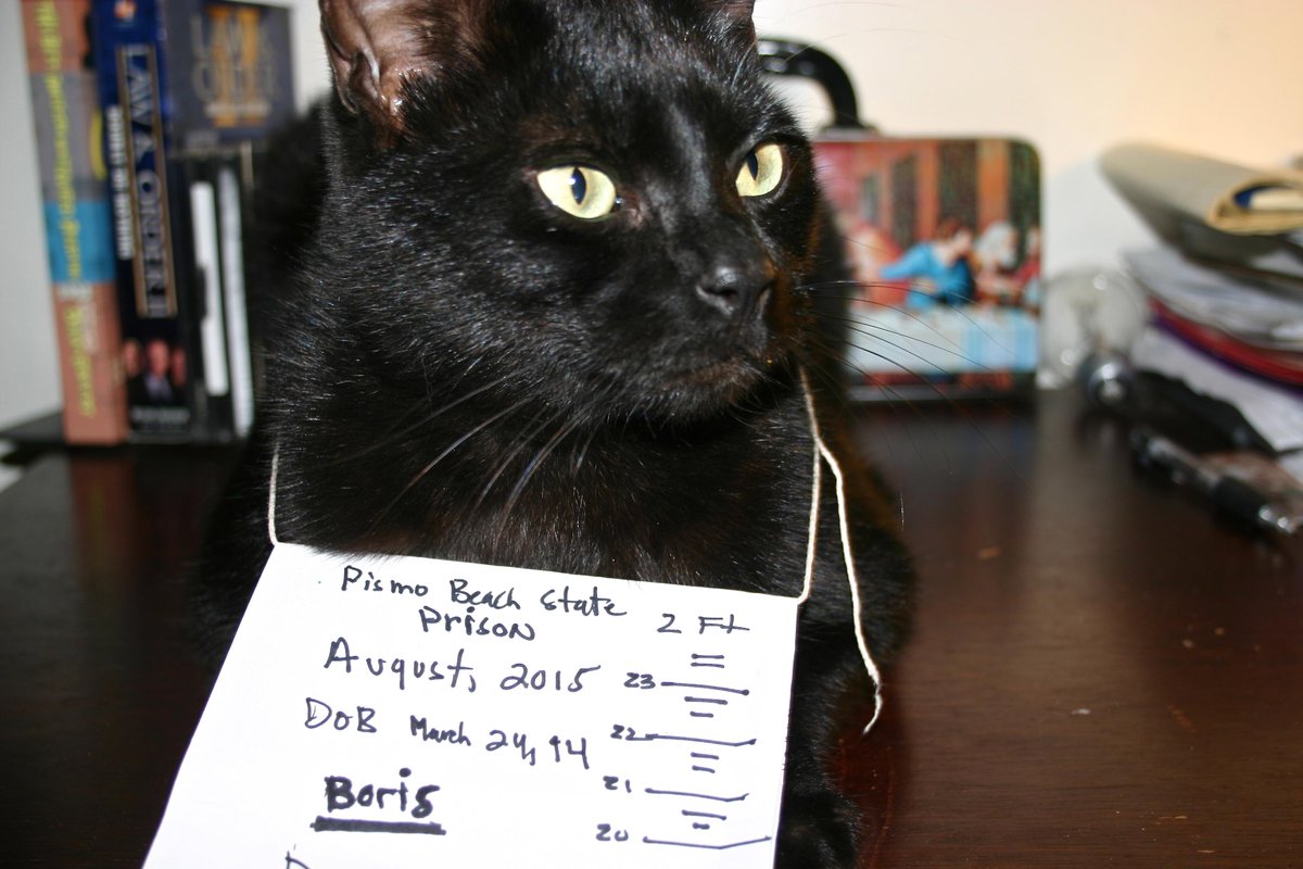 CatNoirCC's tweet image. @BlogPaws International pet blogger month, count us in. Boris escaped from prison 4 this   bit.ly/1ObsP6p