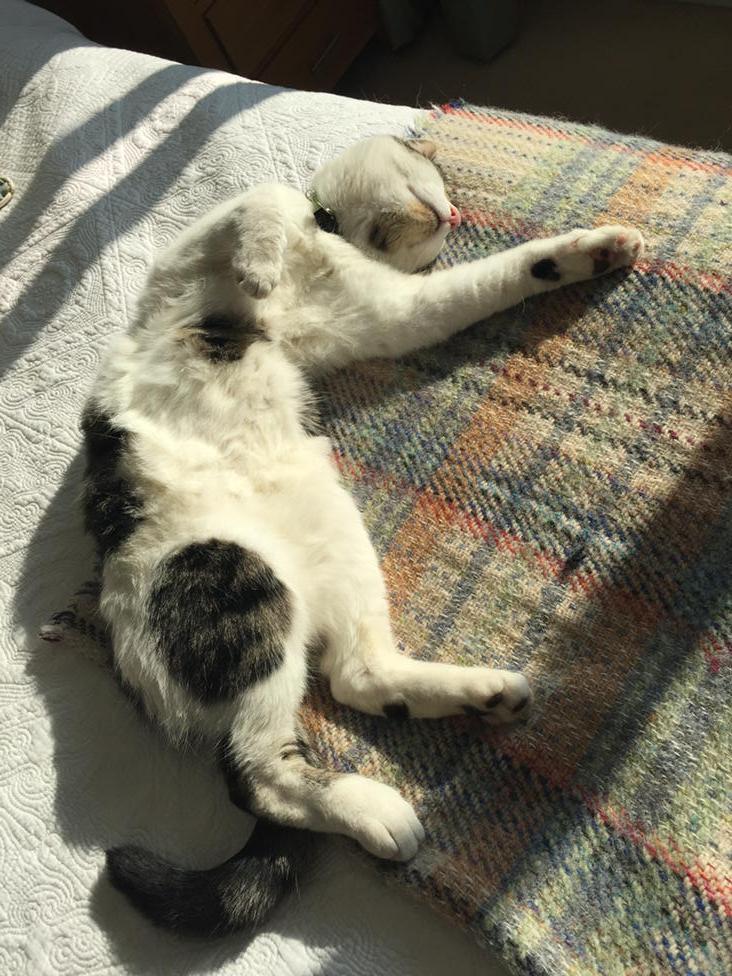 VintageBarbara's tweet image. Hard life #CatWorldProblems #etc
