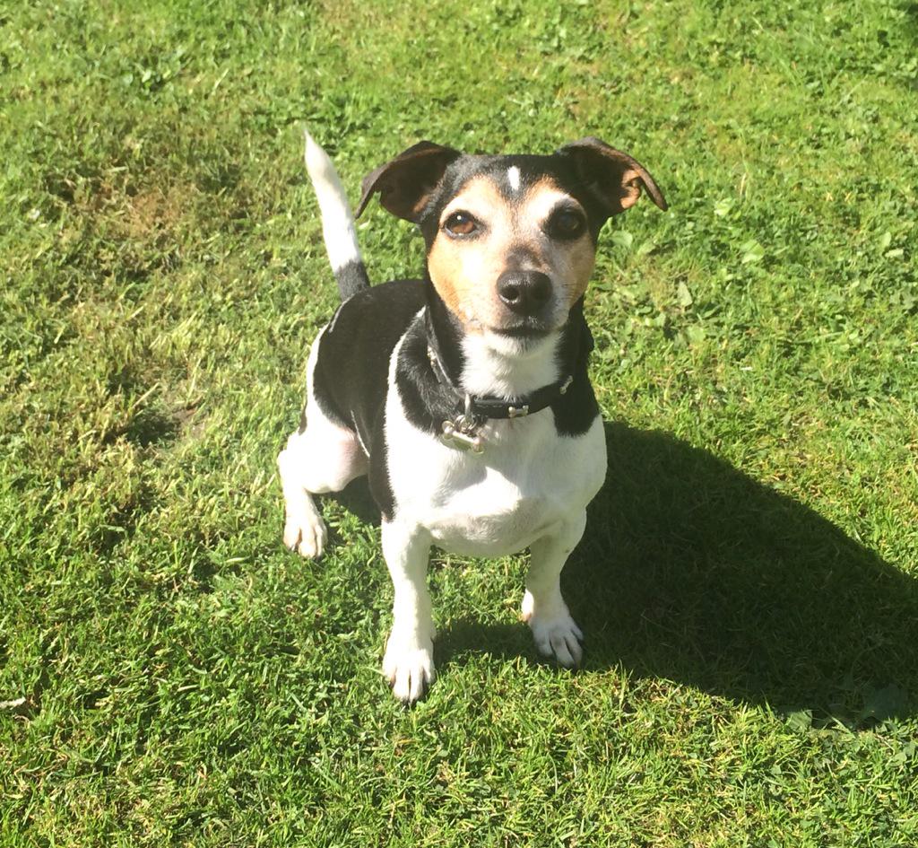 grantm83's tweet photo. "How many more times do I need to throw it for you Kyle?" #JackRussell #persistant 🐾 http://t.co/PBxNodDEHX