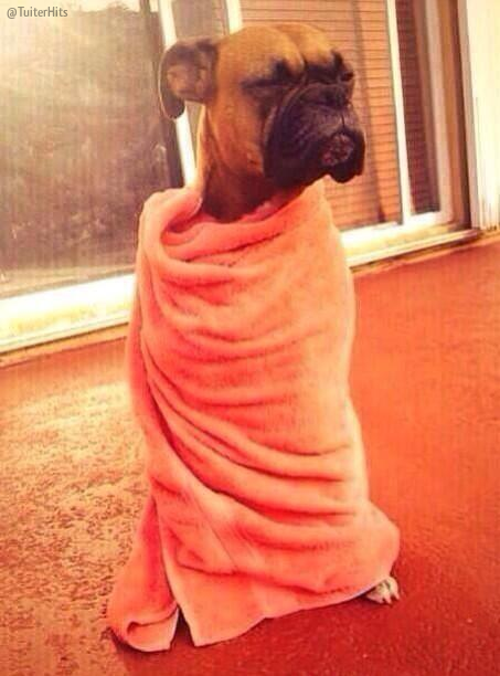 TuiterHits's tweet photo. Cuando te despiertas de la siesta y te estás muriendo de hambre. http://t.co/C0410z9EBn