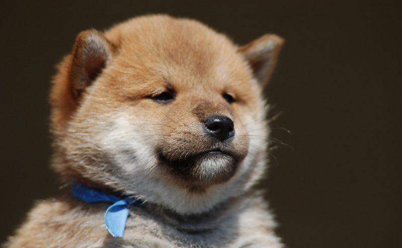 Lein キノピオpro 柴犬の画像を貼ると近い構図の野獣先輩の画像が送られてくる Http T Co I5cuaqjbjl Twitter