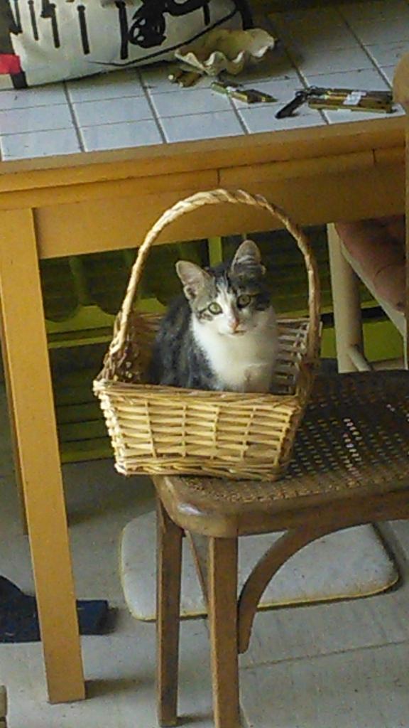 Moving to France and the feral cats... DMS, we realise your dreams