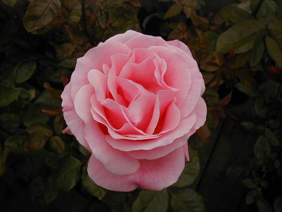 WychCrossGC's tweet photo. A celebratory rose for our longest reigning monarch 'Queen Elizabeth'. Strong and long-lived like the lady! http://t.co/ddxZzVqBA3