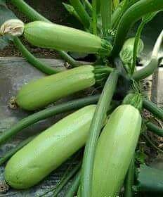 YoussofNaser's tweet image. العالم العربي الان