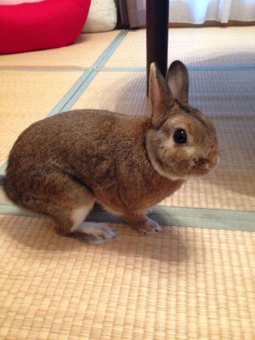 chebsupi's tweet photo. ４歳になりましたー㊗️ http://t.co/9vLPtasZDy